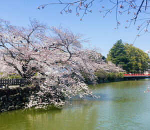 小田原城址公園のお堀とソメイヨシノ
