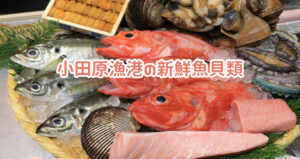 割引内容_小田原漁港の新鮮鮮魚